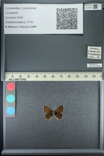 Media type: image;   Entomology 183420